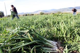 Arrenca la temporada del calçot a Valls amb previsió de produir 13 milions de cebes etiquetades