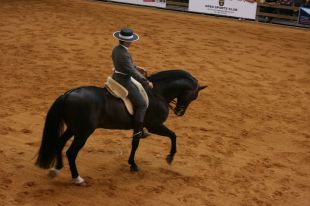 El saló del cavall i del poni, Equus Girona, obre demà les seves portes 
