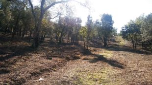 Girona continua els treballs de prevenció dels incendis forestals al municipi