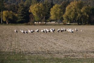 Un grup de 60 cigonyes hiverna per primer cop a l'estany de Banyoles
