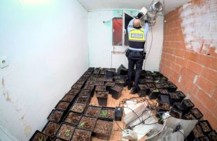 Troben més de mil plantes de marihuana en un dels pisos on el jutjat va prohibir entrar a Figueres