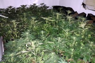 Localitzen 156 plantes de marihuana en una casa del barri del Culubret a Figueres