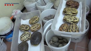 El major robatori arqueològic a Catalunya; 393 jaciments espoliats i 20.000 peces sostretes