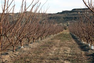 Girona, únic territori a Catalunya que salva els conreus per les darreres pluges