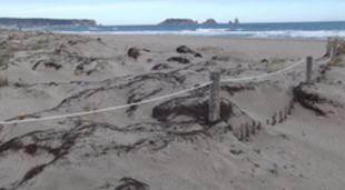 600.000 euros per arreglar les dunes de les platges de Castelló, Sant Pere Pescador, Torroella i Pals