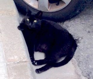 Busquen uns brètols que van matar una gata de carrer a Blanes a puntades de peu