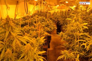 Quatre detinguts per cultivar més de 1.200 plantes de marihuana en dues cases de Lloret de Mar