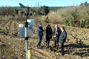 Les estacions meteorològiques mesuraran les possibilitats de que els fongs afectin la vinya DO Empordà