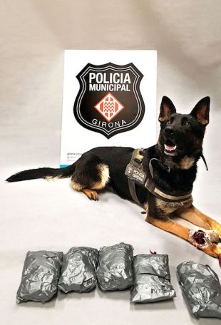 Una gossa de la Policia Municipal de Girona detecta un home amb prop d'un quilo de marihuana a sobre