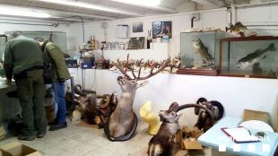 Comissats 86 trofeus de caça dissecats en un taller de Porqueres d'origen desconegut