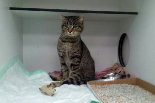 Trenquen el llom a una gata disparant-li amb una escopeta de perdigons a Blanes