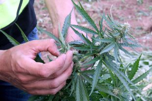 Els Mossos destrueixen 45.000 plantes de marihuana a comarques gironines el 2017