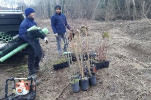 Planten arbres de ribera al riu Fluvià per restaurar-ne l'hàbitat