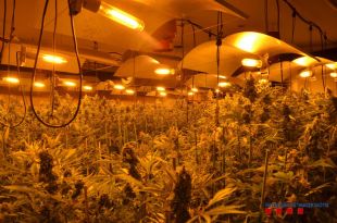 Dos detinguts per cultivar marihuana dins de casa a Caldes de Malavella