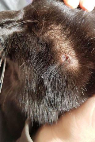 Tornen a ferir un gat a Blanes disparant-li amb una escopeta de perdigons 