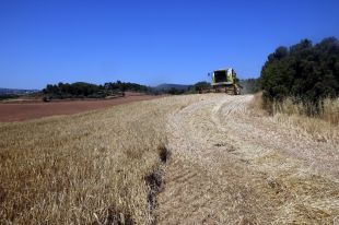 El temporal de neu ha deixat efectes positius en el conreu gironí