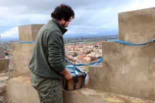 Reintroduïdes 44 parelles de xoriguer petit durant el 2017