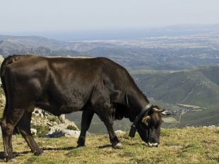 Un projecte transfronterer promou la protecció de la vaca de l'Albera, en perill d'extinció