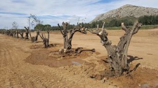 Torroella trasplanta mig centenar d'oliveres al futur espai de benvinguda de visitants