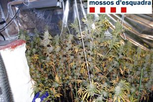 Un escorcoll irregular a Avinyonet posa en llibertat dos acusats per tràfic de drogues