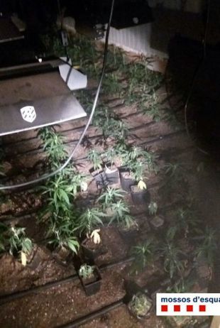 Desmantellen un cultiu amb 1.200 plantes de marihuana en un garatge de Girona