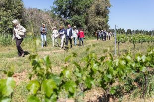 La segona Marxa Popular entre vinyes inaugura el Vívid 2018 el diumenge