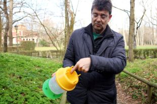 Posen trampes per controlar la plaga de l'eruga defoliadora de boixos a Olot