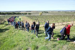 Unes 200 persones participen en la 2na marxa entre vinyes del Vivid