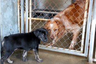 El Pla de l'Estany assumeix la gestió del Centre d'Animals per ''irregularitats''