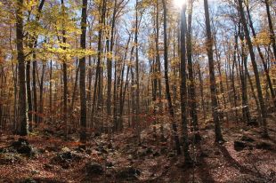 La Fageda d'en Jordà s'estableix com un destí turístic de referència