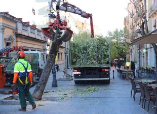 Girona substituirà dinou til·lers de la Rambla per nous exemplars