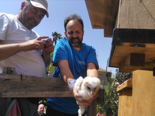 Alliberades dues òlibes a l'Empordà per protegir cultius de producció ecològica i integrada