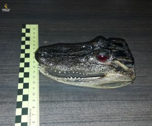 Denunciat un veí de Girona que venia per Internet dos cranis de caiman de Florida dissecats