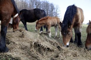 Donen 175 quilos de carn de poltre a hospitals i residències del Pirineu