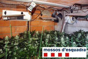 Troben 103 plantes de marihuana en un traster i vuit pisos amb la llum punxada a Figueres