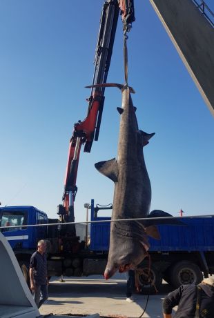 Una embarcació de Llançà pesca un tauró pelegrí d'uns 7 metres de llarg