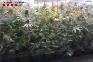 Detingut a Sant Esteve d'en Bas per tenir més de 1.200 plantes de marihuana en una masia