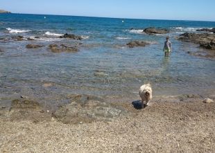Consulta a Llançà per determinar una platja apte per a gossos