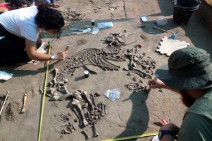 Troben al Camp dels Ninots el primer esquelet sencer d'un tapir infantil de fa 3,1 milions d'anys 