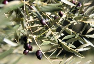 Introdueixen un fong a l'olivera típica de l'Empordà que augmenta fins al 67% la supervivència dels arbres