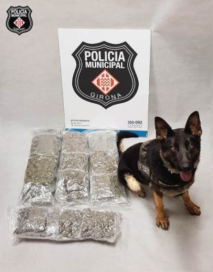 El gos de la Policia Municipal de Girona detecta una maleta amb marihuana dins un autobús