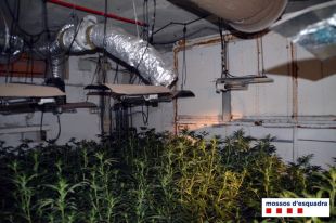 Un incendi delata un veí de Caldes de Malavella que cultivava 1.400 plantes de marihuana