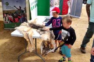 Una pell de llop atropellat al Girocaça encén les ires dels ecologistes
