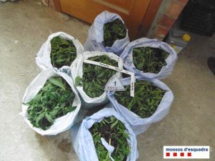 Una forta olor a marihuana delata un cultiu de 839 plantes a Biure d'Empordà