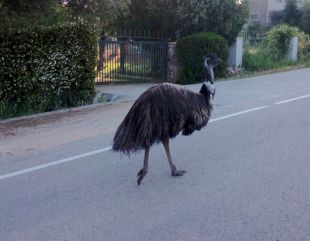 Els Agents Rurals capturen a Madremanya l'emú perdut a les Gavarres