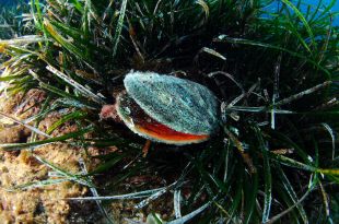 Les nacres de la Costa Brava es troben en perill d'extinció