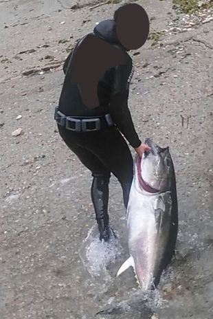 Els Agents Rurals denuncien un submarinista que havia pescat una tonyina vermella a Begur