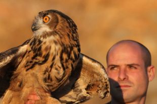 Alliberen una parella de ducs a l'Alta Garrotxa per afavorir la recuperació de l'espècie