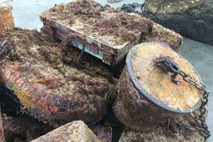 Territori acaba la restauració de praderies de posidònia a Torroella de Montgrí, Roses i Cadaqués