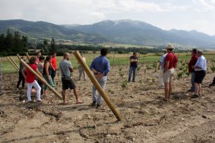 El cultiu de vinya a la Cerdanya podria duplicar les seves hectàrees en tres anys